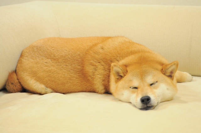 闇に包まれる前に_a0126590_1262943.jpg