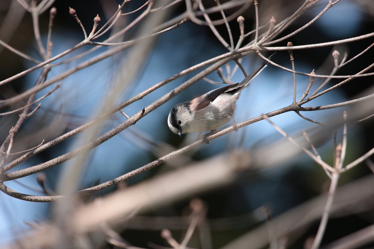 【2010年井の頭公園の鳥達（３）】_e0167295_21375076.jpg