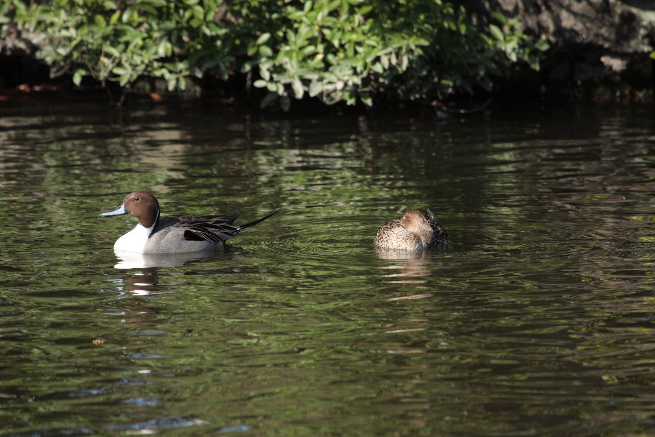 【2010年井の頭公園の鳥達（３）】_e0167295_21381126.jpg