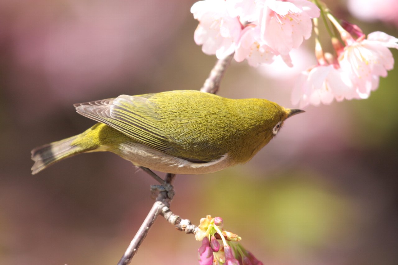 【2010年井の頭公園の鳥達（３）】_e0167295_21382826.jpg