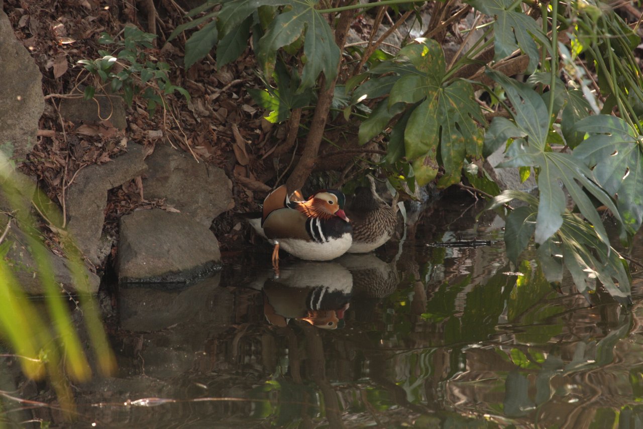 【2010年井の頭公園の鳥達（３）】_e0167295_2138349.jpg