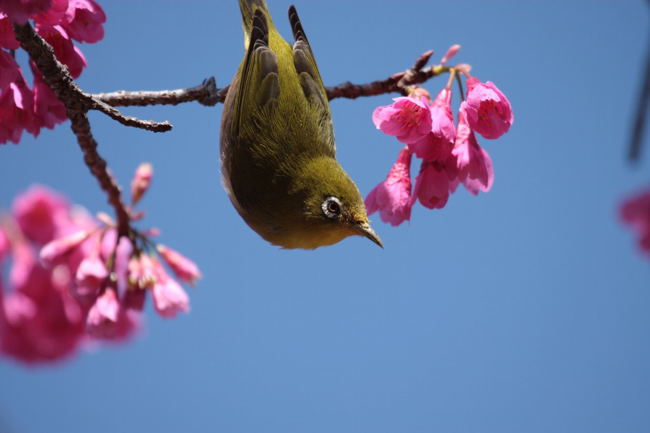 【2010年井の頭公園の鳥達（３）】_e0167295_21383773.jpg