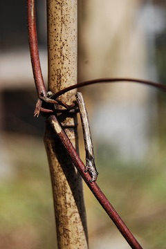 3月の庭…_c0124100_1655087.jpg