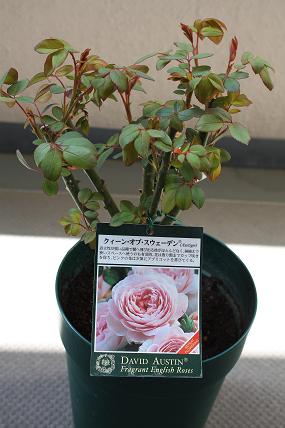 新入り薔薇苗＆メランポディウム　ミリオンゴールド_c0229003_19183695.jpg