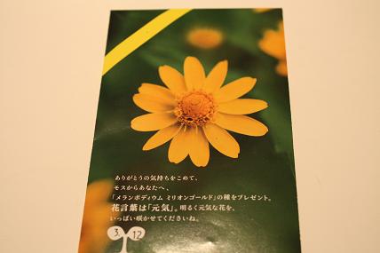 新入り薔薇苗＆メランポディウム　ミリオンゴールド_c0229003_19193847.jpg