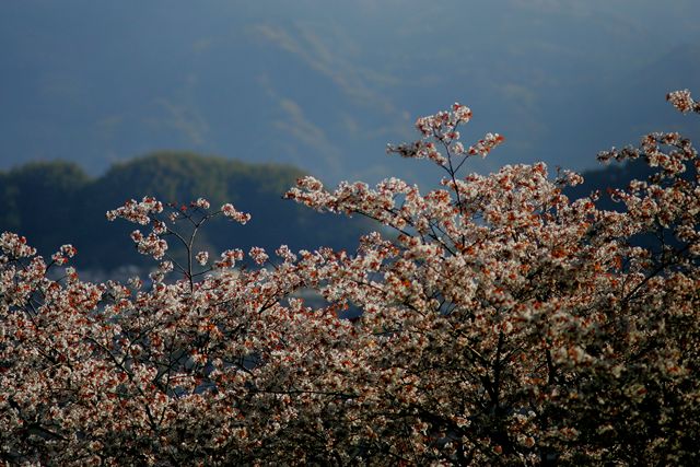 蓮華寺池の彼岸桜_f0072008_724559.jpg