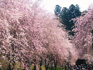 徳山のしだれ桜_f0176417_23585329.jpg