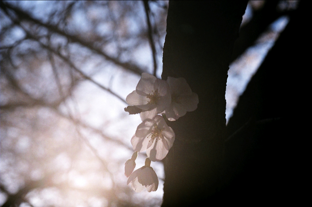 Film 桜_c0228028_2051753.jpg