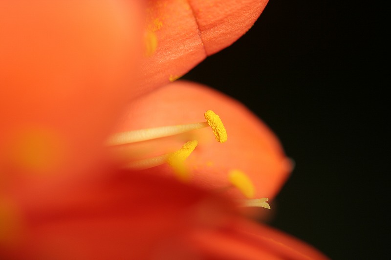 e0052135_17132185.jpg