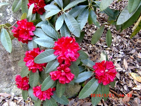 春の花(植物園)　　　　　　　　　　　　　　　　　　　　　　渡辺　浩_b0012636_2012914.jpg