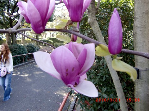 春の花(植物園)　　　　　　　　　　　　　　　　　　　　　　渡辺　浩_b0012636_2053286.jpg