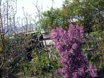 e0110940_7571013.jpg