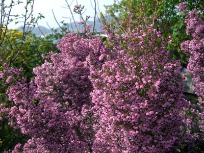 e0110940_7572835.jpg