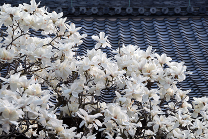 昨日の奈良は夏日　モクレンの花は満開 _a0100742_9171844.jpg