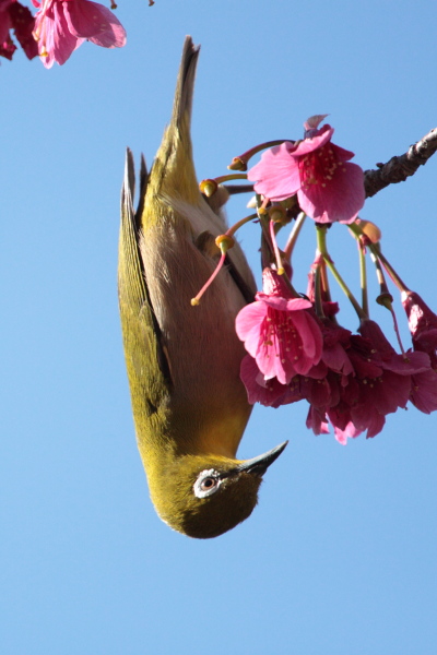 桜2010①_b0162847_1963524.jpg