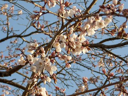 桜の開花宣言_c0153173_6221240.jpg