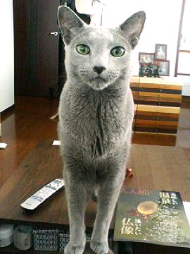 お留守ばぁーん ご機嫌元氣 猫の森公式ブログ