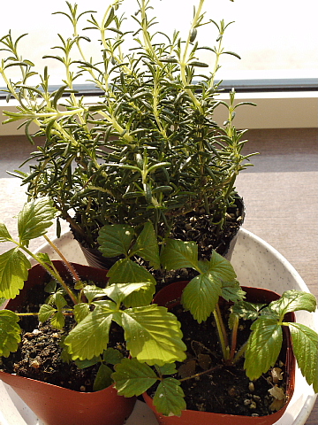 c0209379_16332181.jpg
