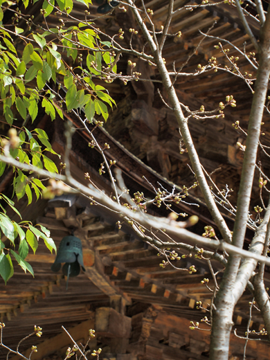 瑠璃光寺_a0161380_1131490.jpg