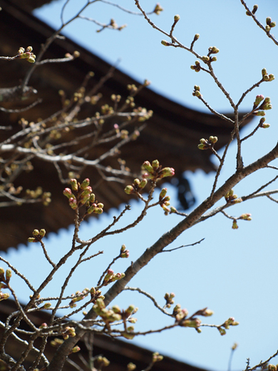 瑠璃光寺_a0161380_1135877.jpg