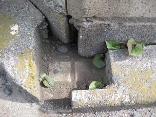 d0005380_048231.jpg