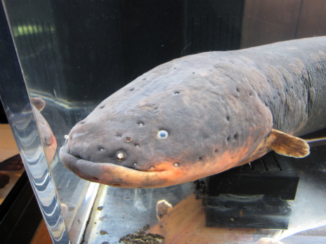 秋田旅行2010　その4　男鹿水族館GAO２_d0081481_237067.jpg