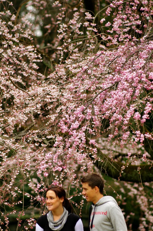 京都　近衛邸跡の枝垂れ桜_c0153888_9103811.jpg