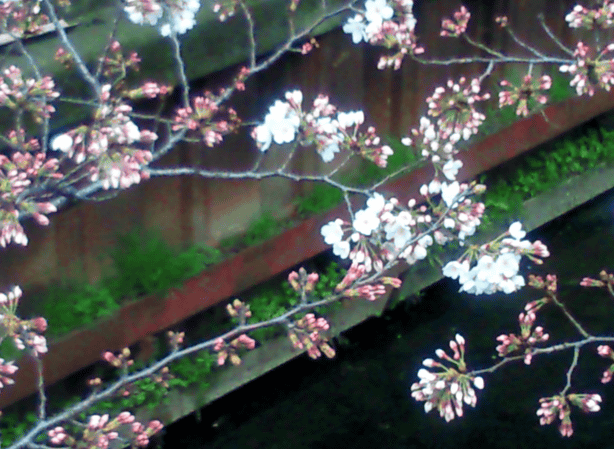 a0006605_21135675.gif