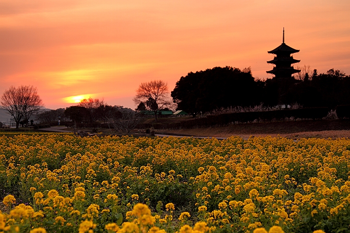 ”吉備路-備中国分寺の菜の花と五重塔”　_a0140608_8304597.jpg