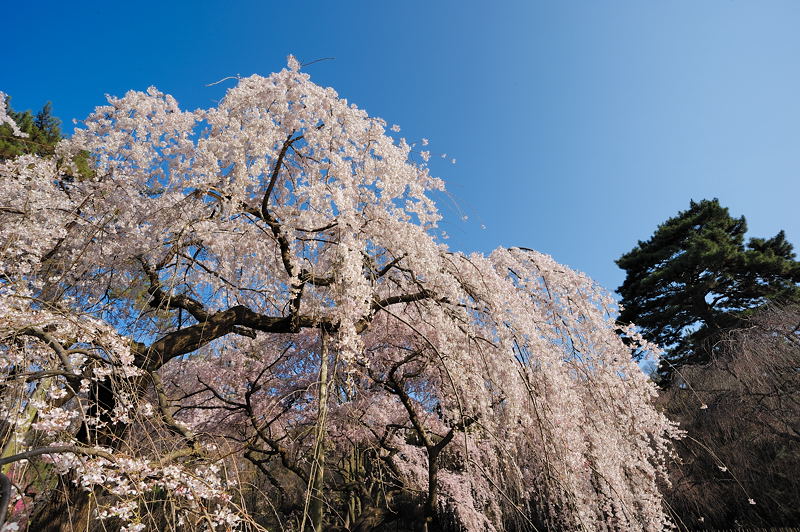 桜事始め・御所近衛邸跡の糸桜　其の一_f0032011_19475293.jpg