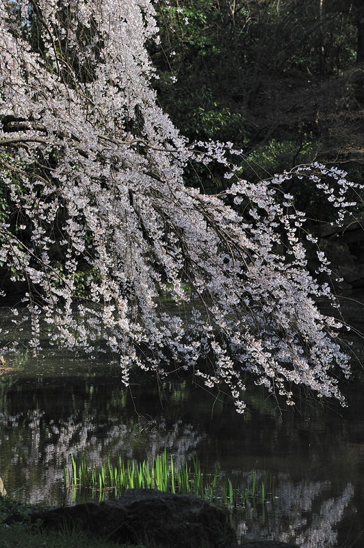 桜事始め・御所近衛邸跡の糸桜　其の一_f0032011_19501433.jpg