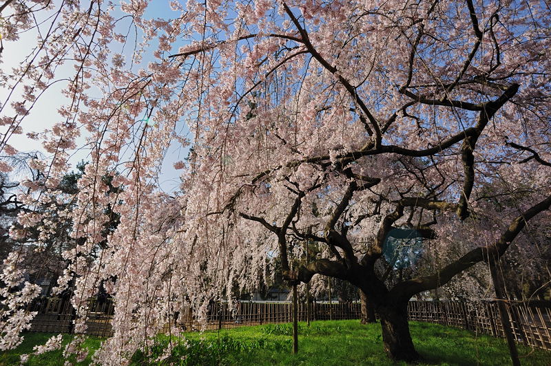 桜事始め・御所近衛邸跡の糸桜　其の一_f0032011_19514740.jpg