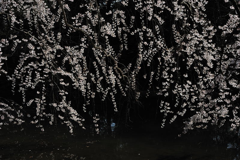 桜事始め・御所近衛邸跡の糸桜　其の一_f0032011_195215100.jpg