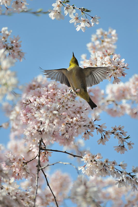 桜事始め・御所近衛邸跡の糸桜　其の一_f0032011_19522339.jpg