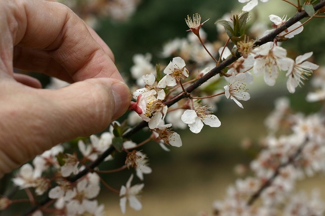 梅は咲いたか～桜はまだかいな_f0011412_21532459.jpg