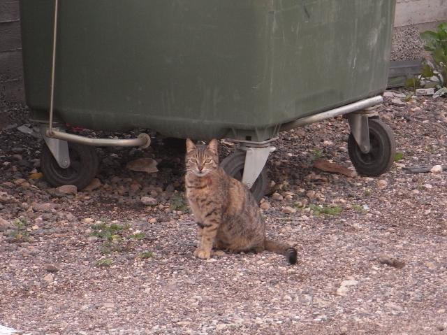 中東暮らしの猫_b0153213_2238436.jpg