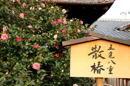 椿寺_e0048413_205233100.jpg