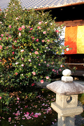 椿寺_e0048413_2053986.jpg