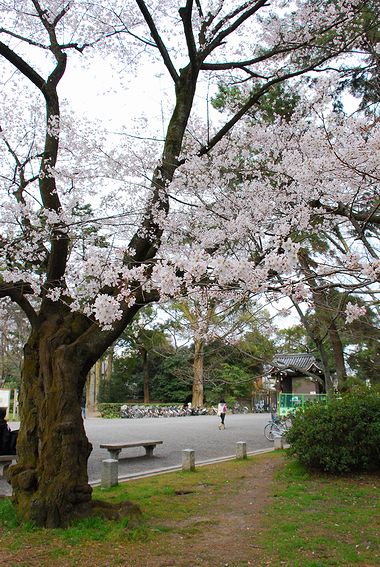 桜　－　本満寺とか御所とか…_a0114714_16482168.jpg