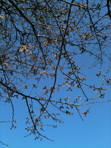 桜と野いちご_b0123314_1913038.jpg