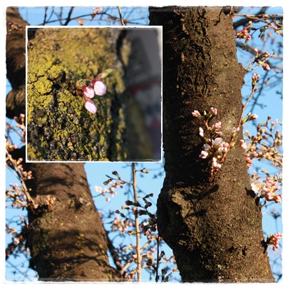 1番桜_c0141025_216337.jpg