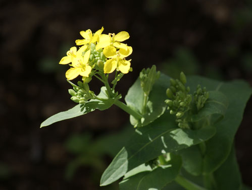 小かぶの花 いったりきたり日記