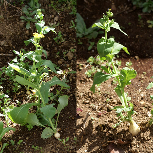 小かぶの花_c0184125_2525573.jpg