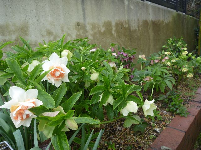 日当りよくない裏庭のガーデニング_b0054727_12111944.jpg