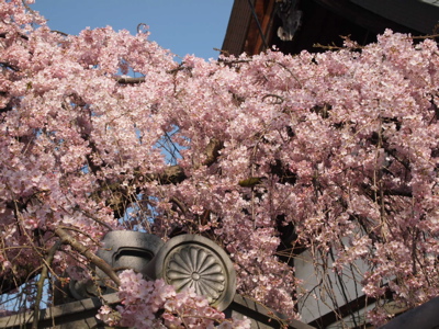 氷室さんの桜_d0105133_140287.jpg