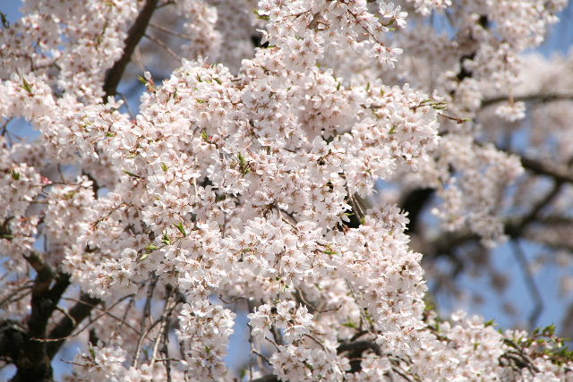 五斗蒔田桜・伊勢桜・不動桜_e0064133_19525768.jpg