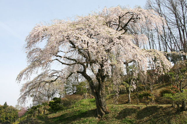 五斗蒔田桜・伊勢桜・不動桜_e0064133_19553358.jpg