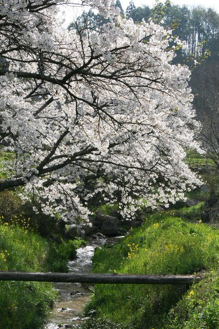 五斗蒔田桜・伊勢桜・不動桜_e0064133_19561917.jpg