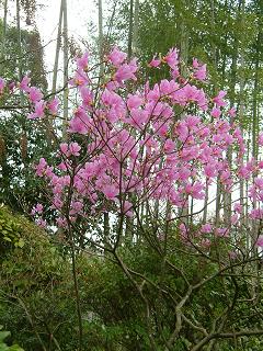 ﾎﾃﾙの日本庭園「有楽苑」お花情報_a0134734_13315749.jpg