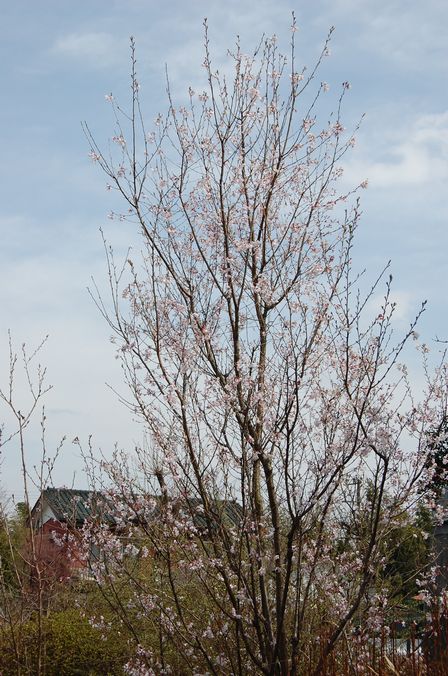 桜　2010_a0018843_1324839.jpg